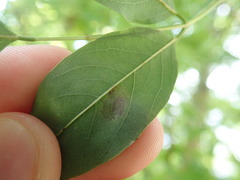 Chrysaster ostensackenella