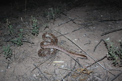 Arizona elegans philipi