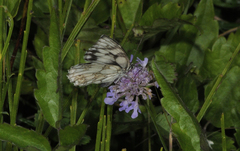 Melanargia