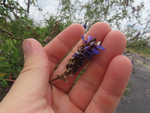Image of Dalea coerulea by (c) Eric Schmidt, some rights reserved (CC BY)