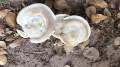 Bondarzewia berkeleyi