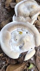 Bondarzewia berkeleyi