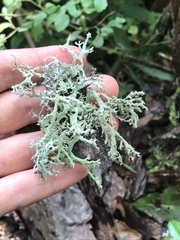 Pseudevernia consocians