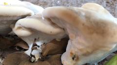 Bondarzewia berkeleyi