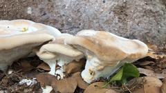 Bondarzewia berkeleyi