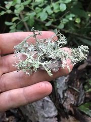 Pseudevernia consocians