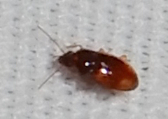 Elaphropus