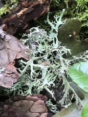 Pseudevernia consocians