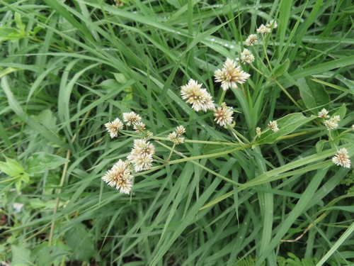 Image of Alternanthera porrigens by (c) Eric Schmidt, some rights reserved (CC BY)