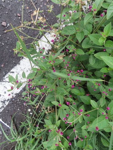 Image of Alternanthera porrigens by (c) Eric Schmidt, some rights reserved (CC BY)