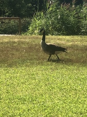 Branta canadensis