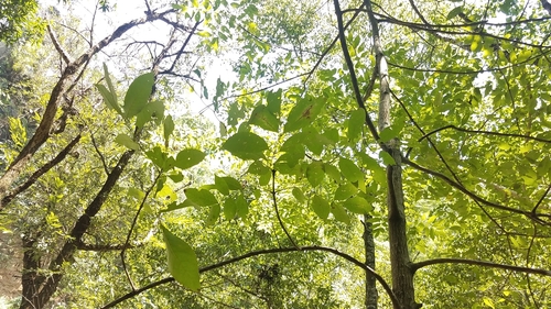 Fraxinus uhdei