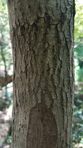 Fraxinus uhdei