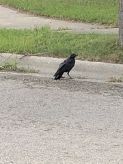 Corvus brachyrhynchos