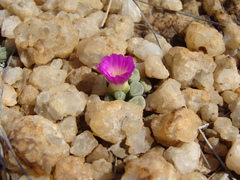 Frithia pulchra