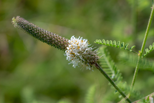 Dalea phleoides var. microphylla