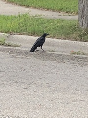 Corvus brachyrhynchos