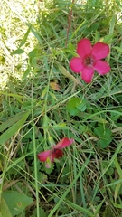Linum grandiflorum