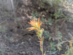 Castilleja disticha