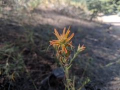 Castilleja disticha