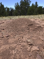 Pogonomyrmex occidentalis