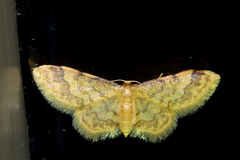 Idaea bonifata