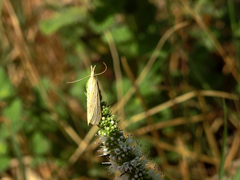 Ematheudes punctella