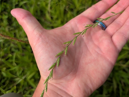 Lolium multiflorum observed 2025-05-09