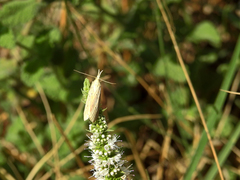 Ematheudes punctella