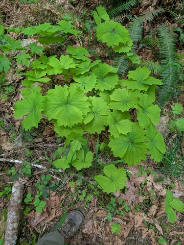 Image of Achlys californica by (c) John A Haskins, some rights reserved (CC BY)