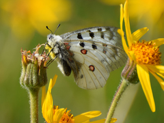 Parnassius phoebus