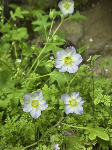 Nemophila kirtleyi observed 2025-05-09