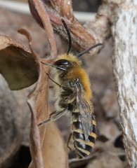 Colletes