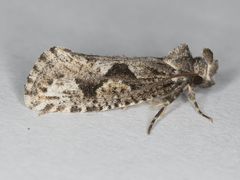 Acrolophus variabilis