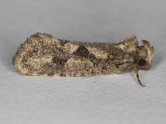 Acrolophus variabilis