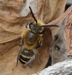 Colletes