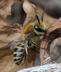 Colletes