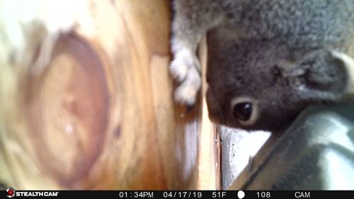 iNaturalist observation photo of Western Gray Squirrel