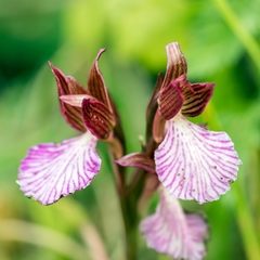 Anacamptis papilionacea grandiflora