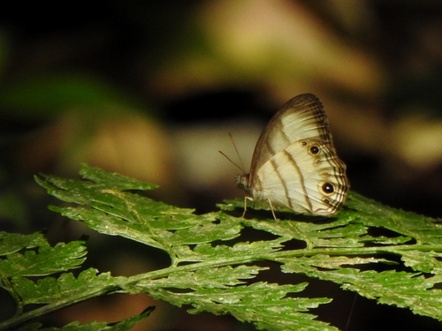 Magneuptychia gera