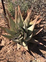 Aloe falcata