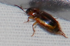 Agonoderus