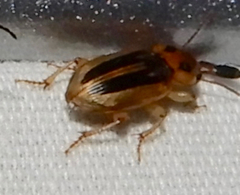 Agonoderus