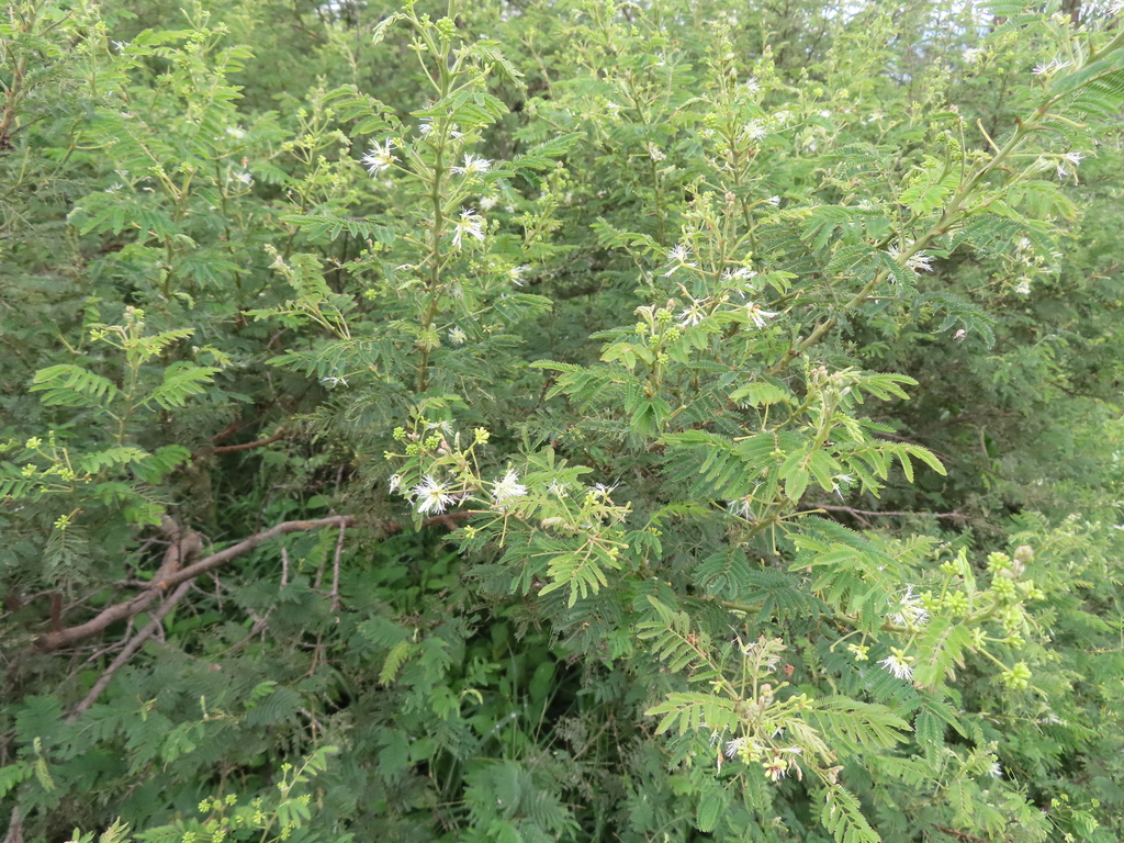Mimosa quitensis; photograph (c) Eric Schmidt, some rights reserved (CC BY)