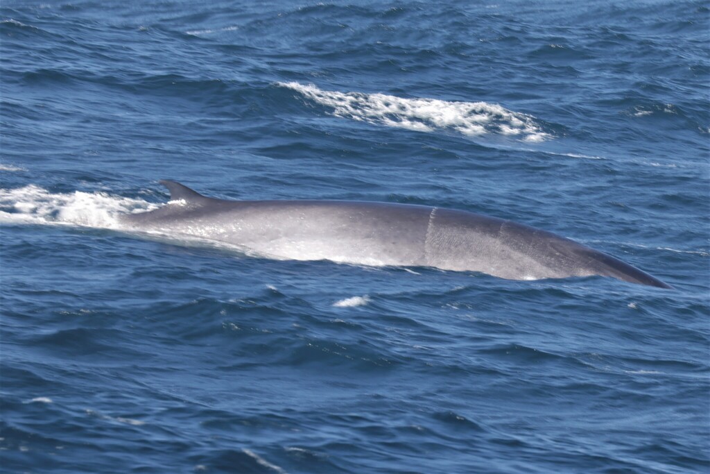 Fin whale gliding just under the surface