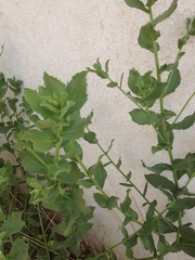 Heterotheca subaxillaris