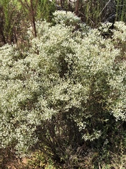 Eupatorium hyssopifolium