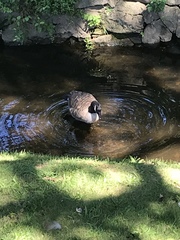 Branta canadensis