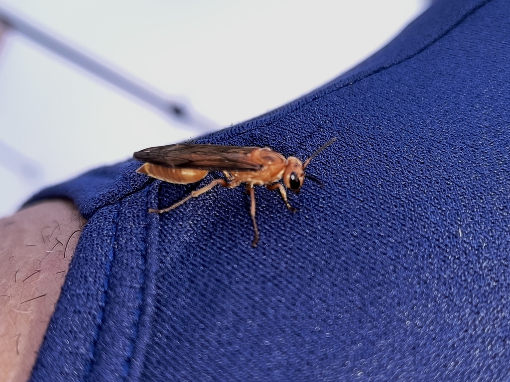Synoeca virginea