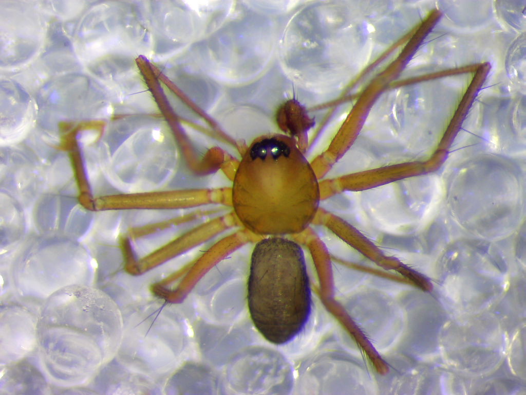 Palliduphantes cernuus